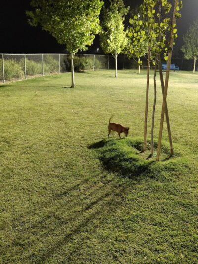 Mesa Marin Dog Park - Bakersfield, CA