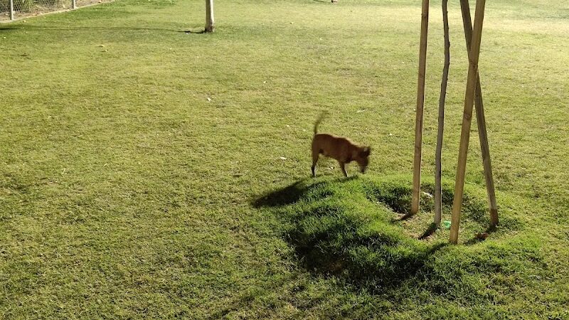 Mesa Marin Dog Park - Bakersfield, CA