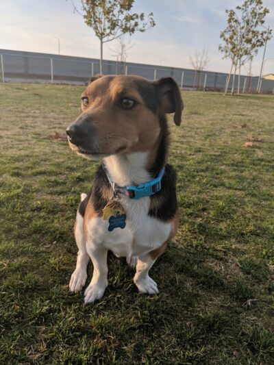 Mesa Marin Dog Park - Bakersfield, CA