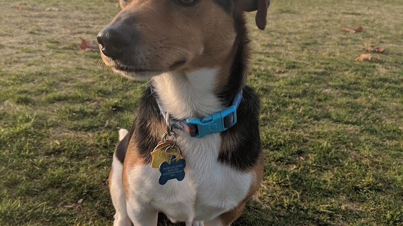 Mesa Marin Dog Park - Bakersfield, CA