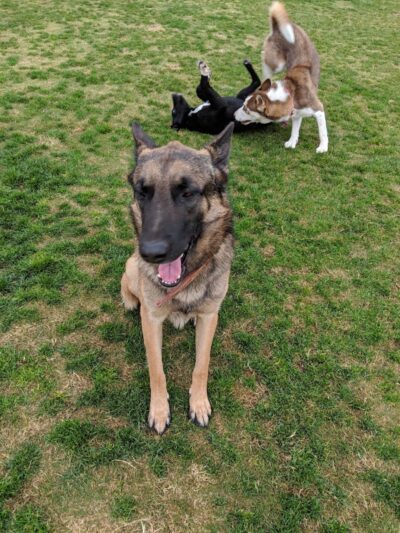 Mesa Marin Dog Park - Bakersfield, CA