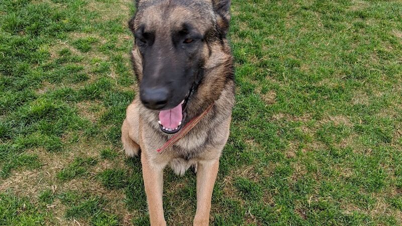 Mesa Marin Dog Park - Bakersfield, CA