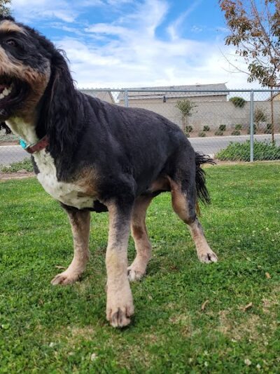 Mesa Marin Dog Park - Bakersfield, CA