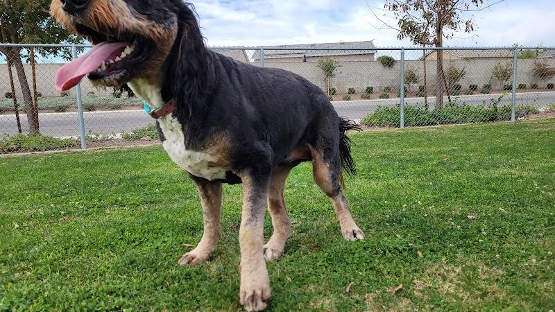 Mesa Marin Dog Park - Bakersfield, CA