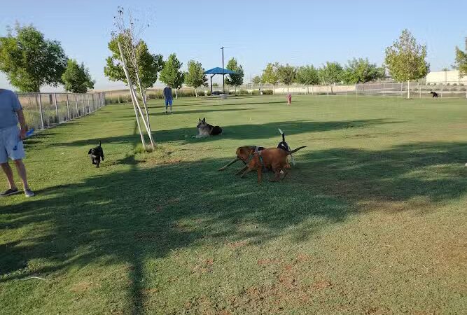 Mesa Marin Dog Park - Bakersfield, CA
