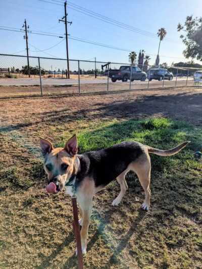 Krebs Dog Park - Bakersfield, CA