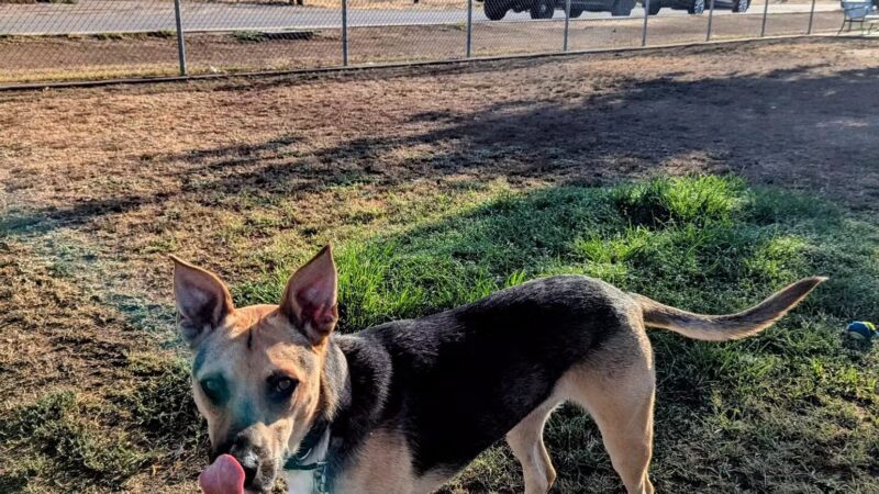 Krebs Dog Park - Bakersfield, CA
