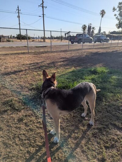 Krebs Dog Park - Bakersfield, CA