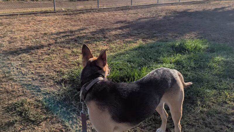 Krebs Dog Park - Bakersfield, CA