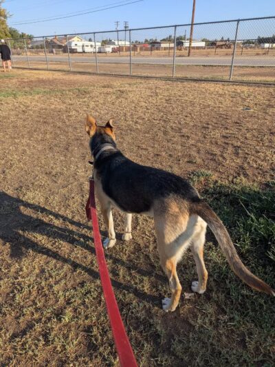 Krebs Dog Park - Bakersfield, CA