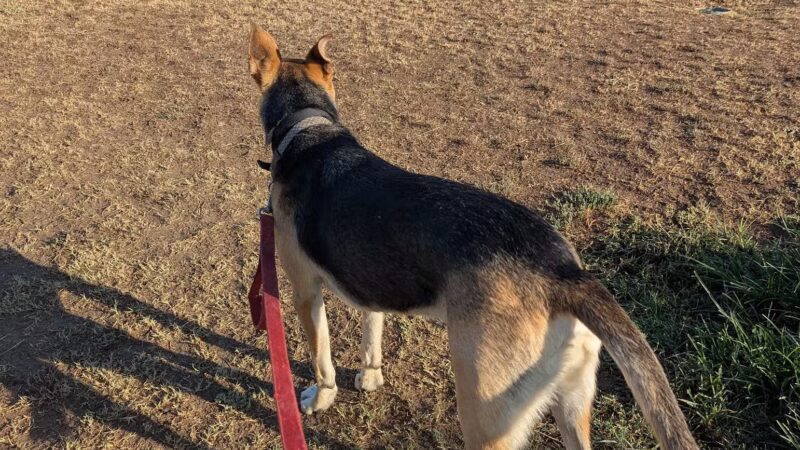 Krebs Dog Park - Bakersfield, CA