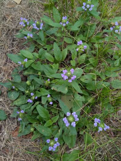 76th St Trailhead NCT - Baldwin, MI