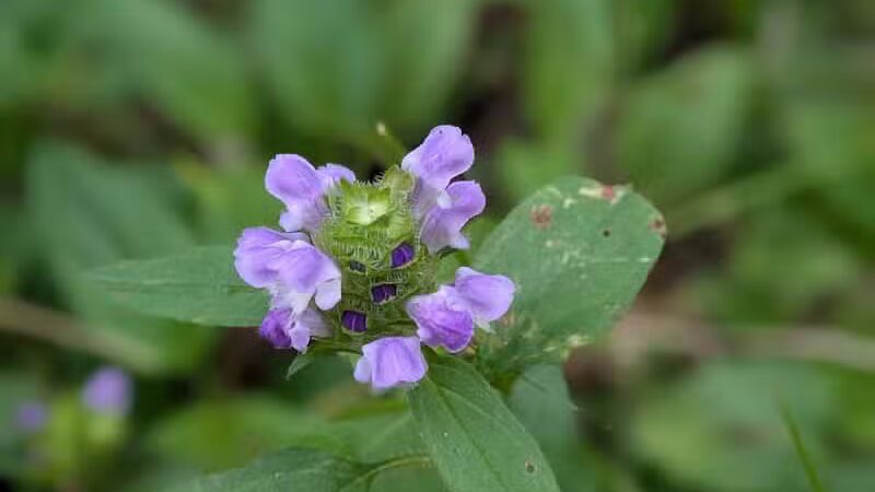 76th St Trailhead NCT - Baldwin, MI