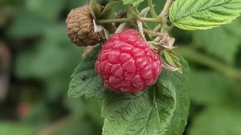 76th St Trailhead NCT - Baldwin, MI