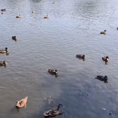 Silver Lake Park - Baldwin, NY