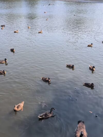 Silver Lake Park - Baldwin, NY