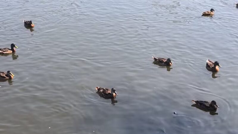 Silver Lake Park - Baldwin, NY