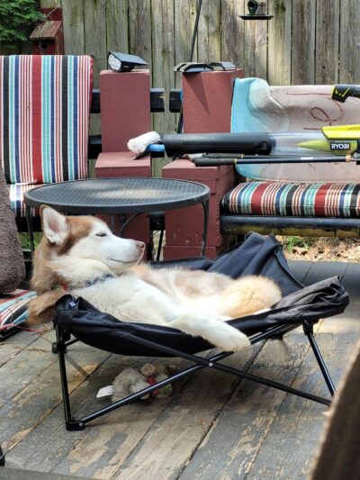 Romp and Play Dog Park - Ballston Spa, NY