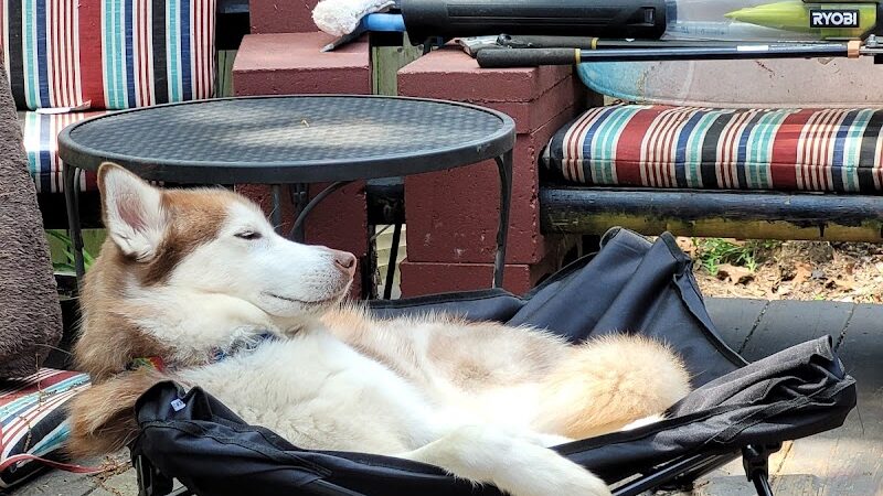 Romp and Play Dog Park - Ballston Spa, NY