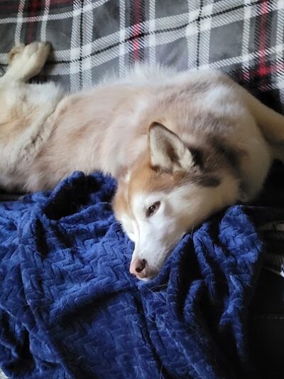 Romp and Play Dog Park - Ballston Spa, NY