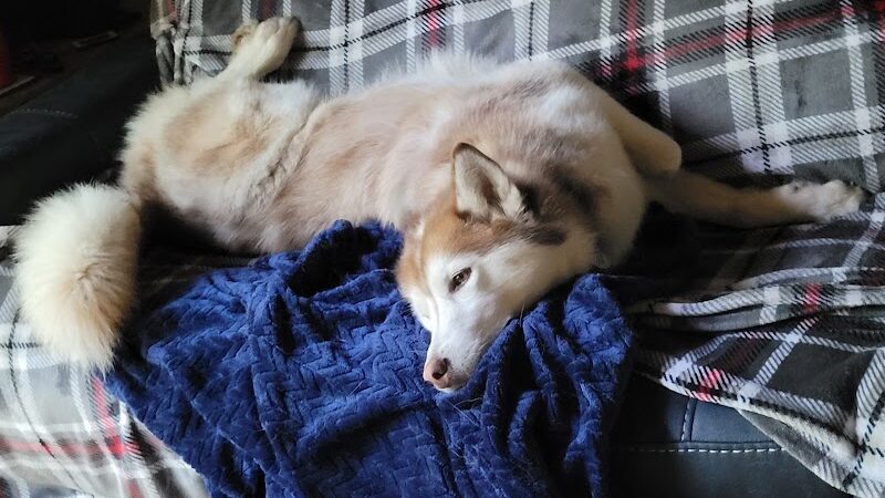 Romp and Play Dog Park - Ballston Spa, NY