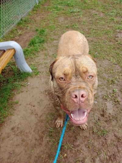 Romp and Play Dog Park - Ballston Spa, NY