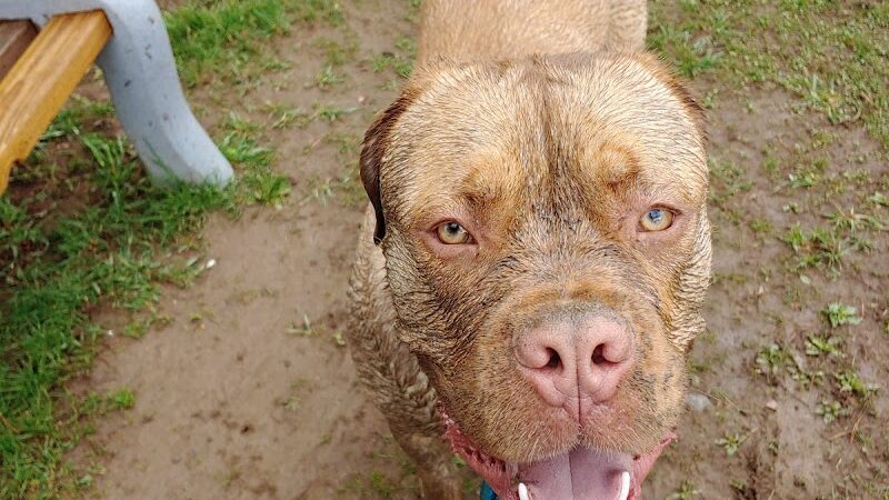 Romp and Play Dog Park - Ballston Spa, NY