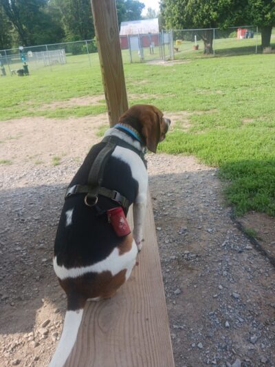 Romp and Play Dog Park - Ballston Spa, NY