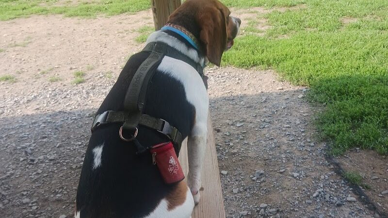 Romp and Play Dog Park - Ballston Spa, NY