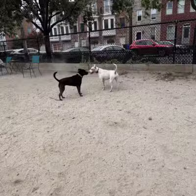 Canton Dog Park - Baltimore, MD
