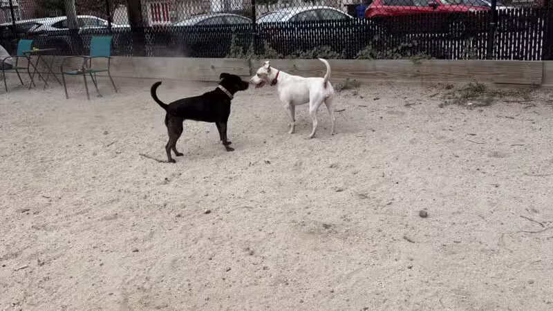 Canton Dog Park - Baltimore, MD