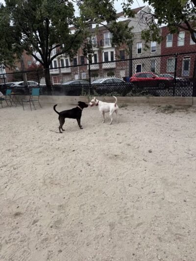 Canton Dog Park - Baltimore, MD