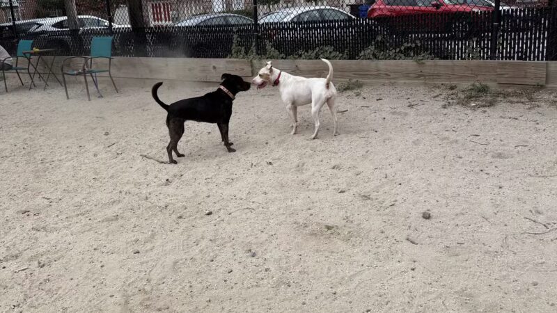 Canton Dog Park - Baltimore, MD