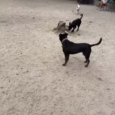 Canton Dog Park - Baltimore, MD