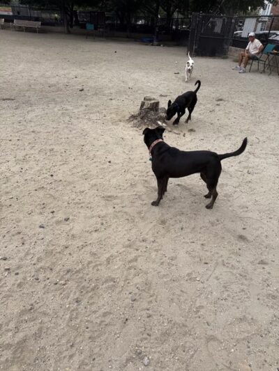 Canton Dog Park - Baltimore, MD