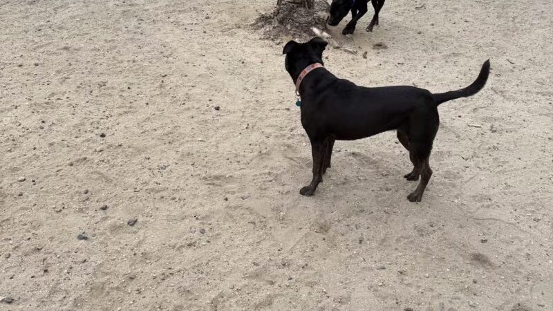 Canton Dog Park - Baltimore, MD