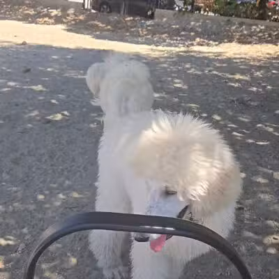 Canton Dog Park - Baltimore, MD