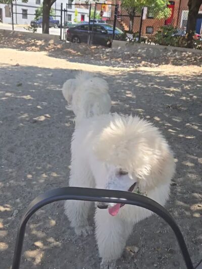 Canton Dog Park - Baltimore, MD