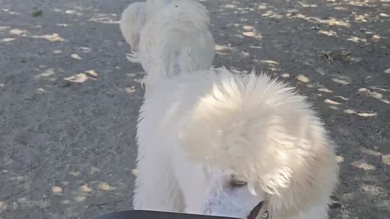 Canton Dog Park - Baltimore, MD