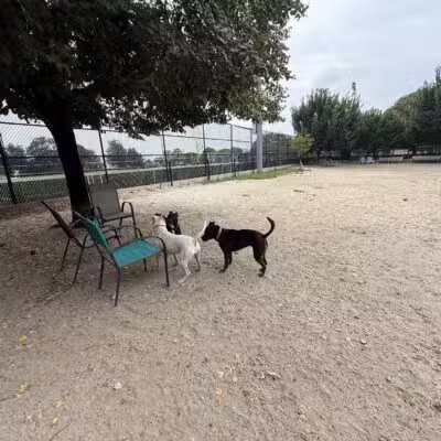 Canton Dog Park - Baltimore, MD