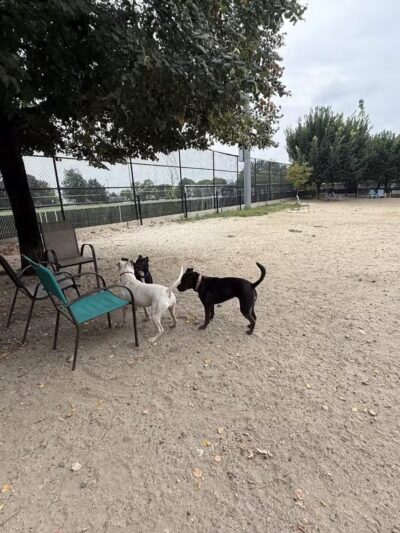 Canton Dog Park - Baltimore, MD