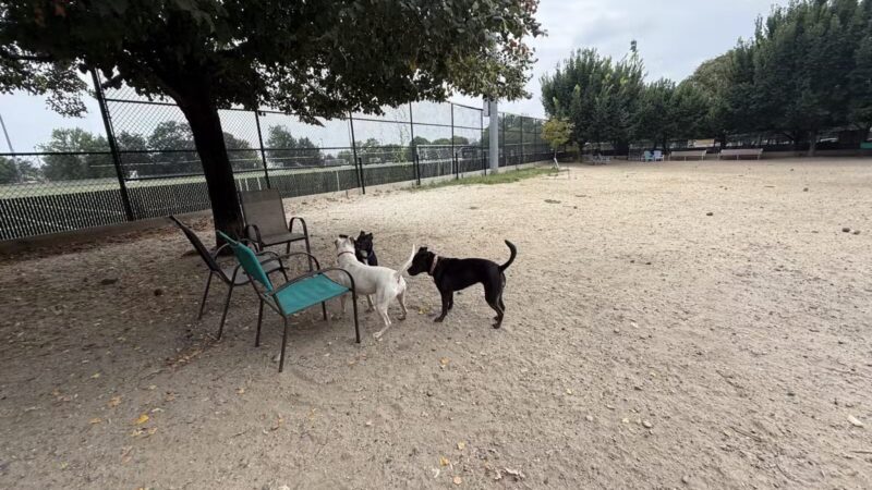 Canton Dog Park - Baltimore, MD