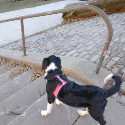 Howard Street Dog Park - Baltimore,