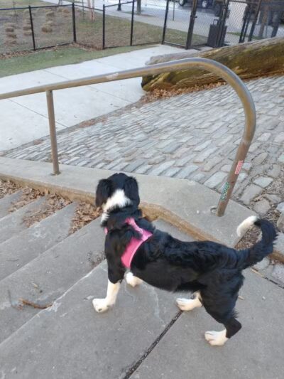 Howard Street Dog Park - Baltimore,