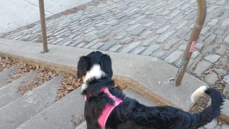 Howard Street Dog Park - Baltimore,