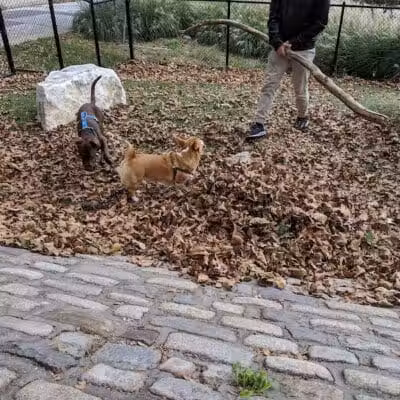 Howard Street Dog Park - Baltimore,