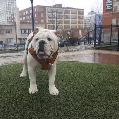 Howard Street Dog Park - Baltimore,