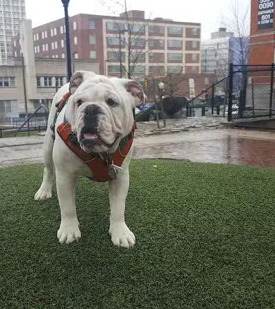 Howard Street Dog Park - Baltimore,