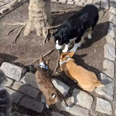 Howard Street Dog Park - Baltimore,