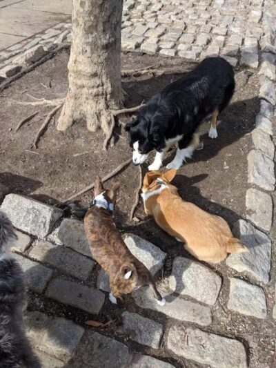 Howard Street Dog Park - Baltimore,